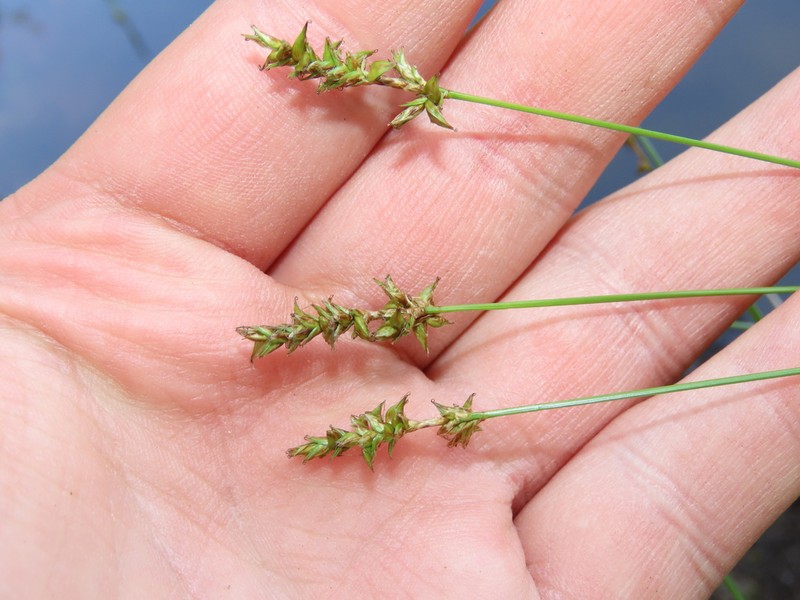 Reflexed Sedge photo 3