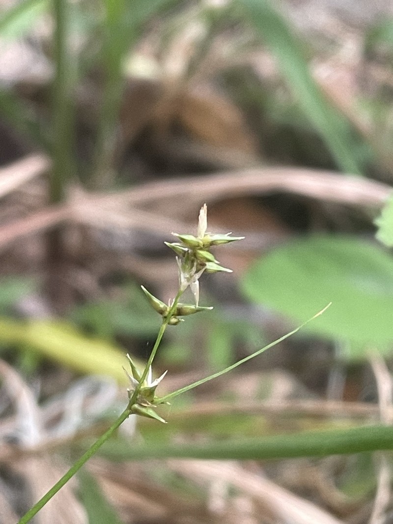 Reflexed Sedge photo 5