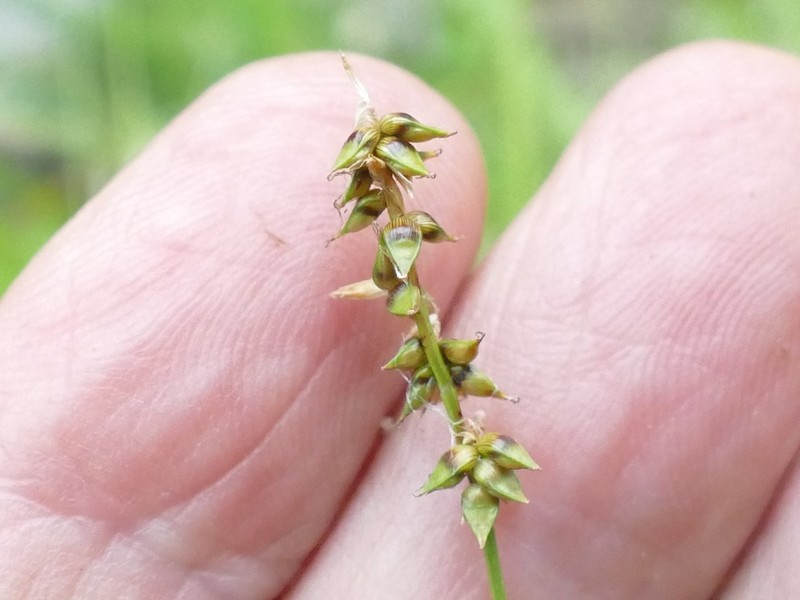 Reflexed Sedge photo 7