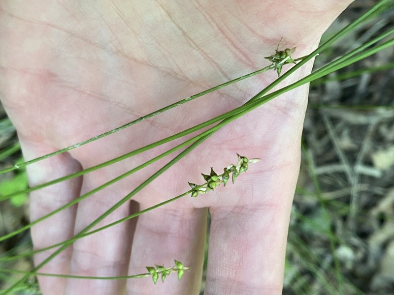 Reflexed Sedge photo 8