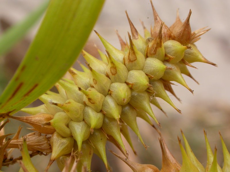 Knotsheath Sedge