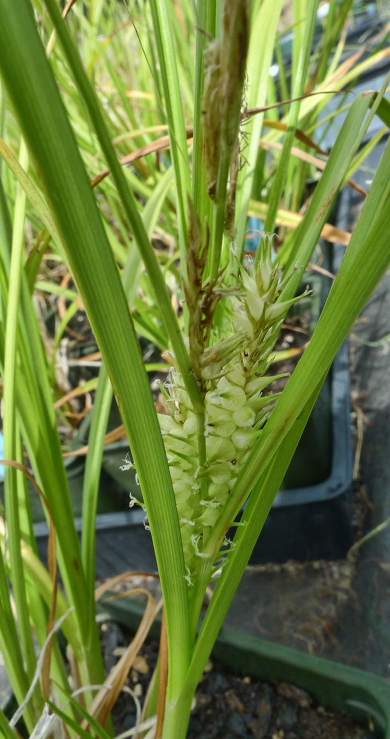 Knotsheath Sedge photo 4