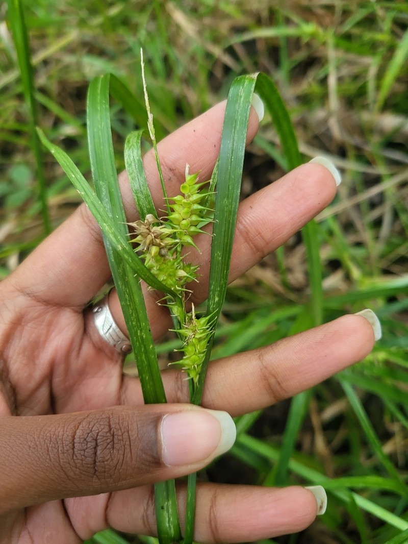 Knotsheath Sedge photo 5