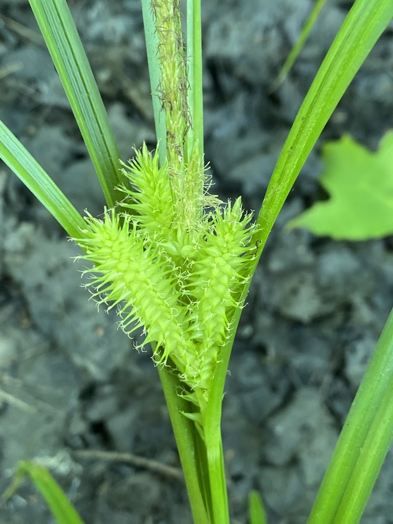 Knotsheath Sedge photo 6