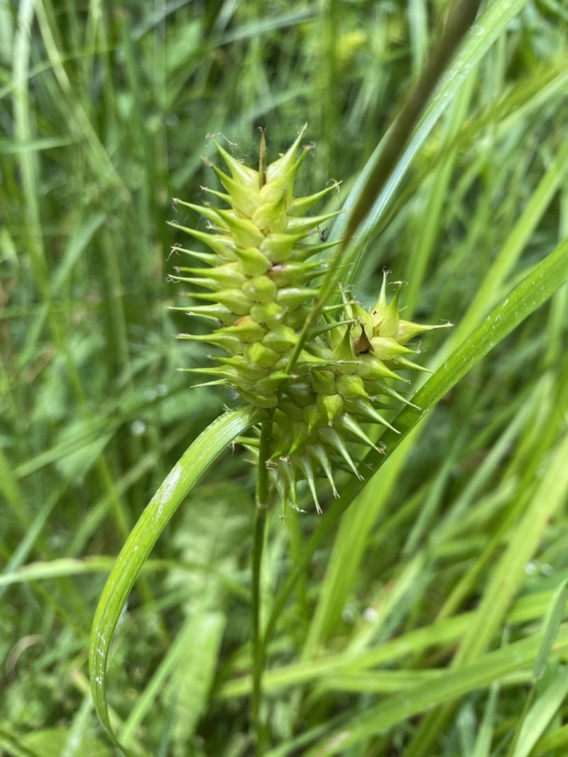 Knotsheath Sedge photo 7