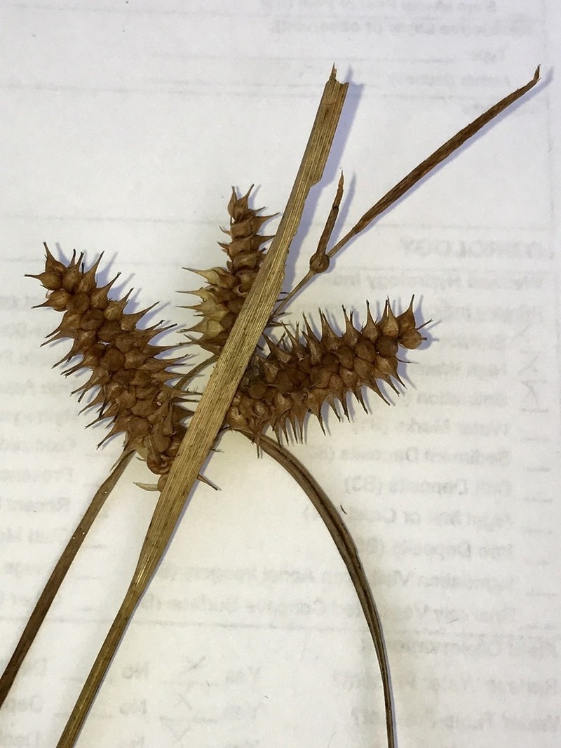 Knotsheath Sedge photo 8