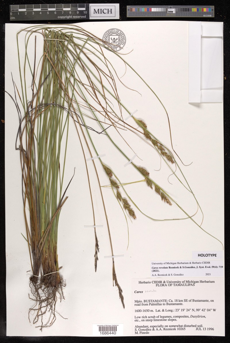 Carex revoluta