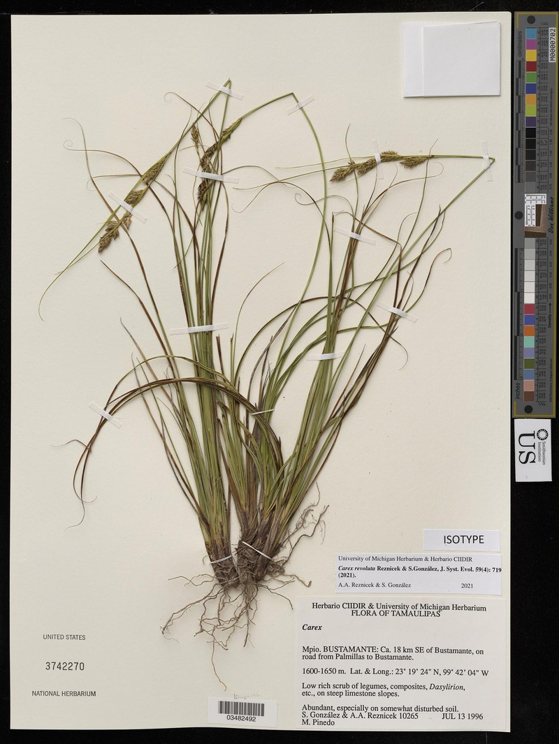 Carex revoluta photo 2