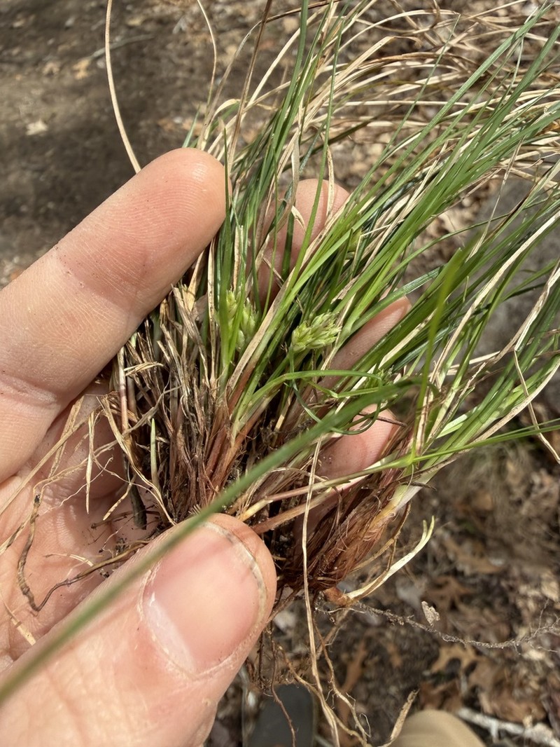 Reznicek's Sedge photo 2