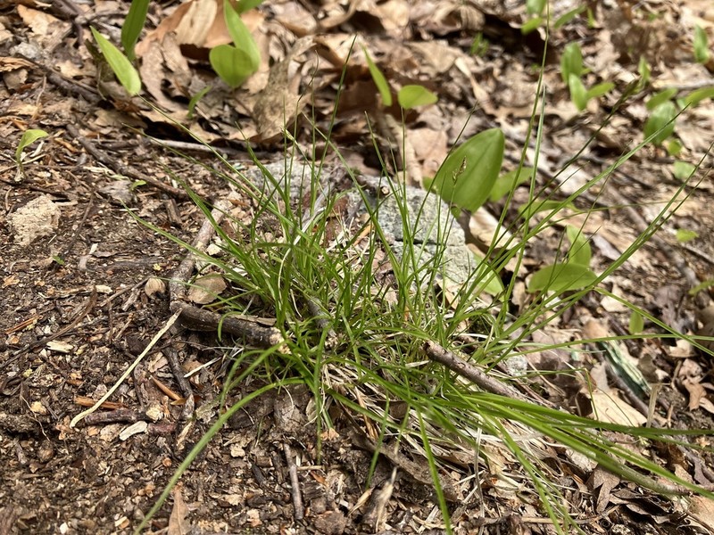 Reznicek's Sedge photo 3