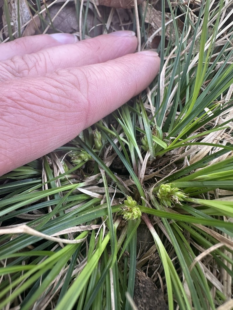 Reznicek's Sedge photo 4