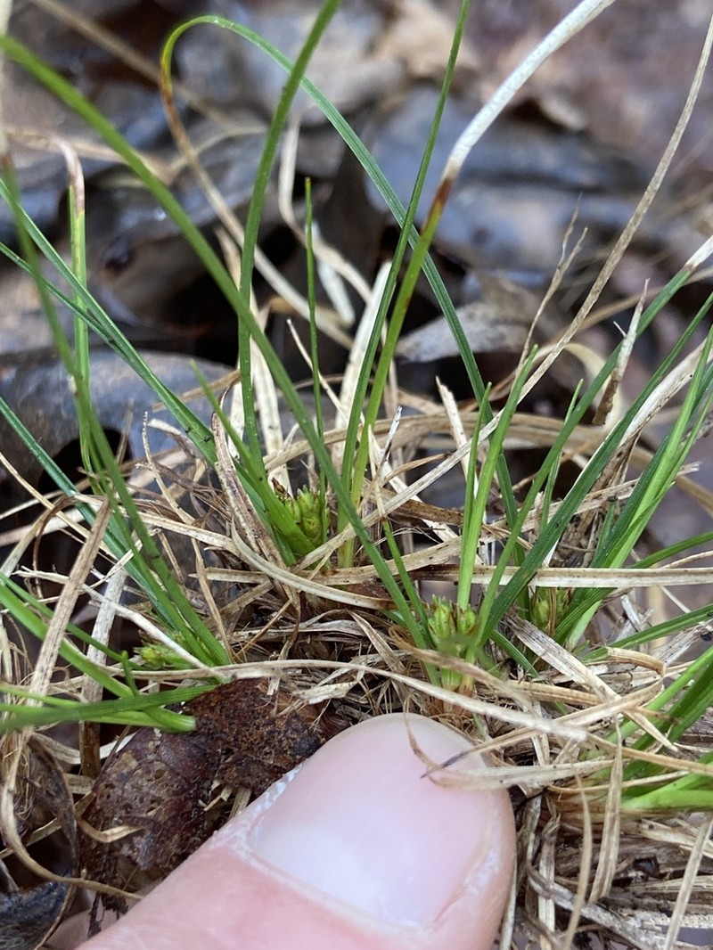 Reznicek's Sedge photo 5