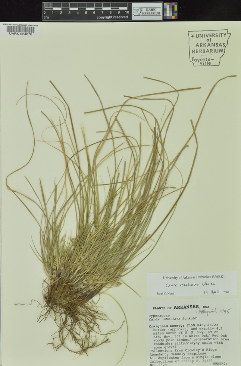 Reznicek's Sedge photo 6