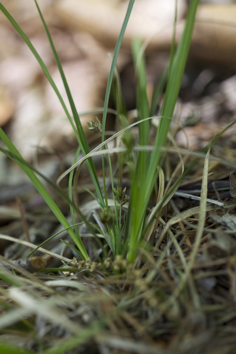 Reznicek's Sedge photo 7