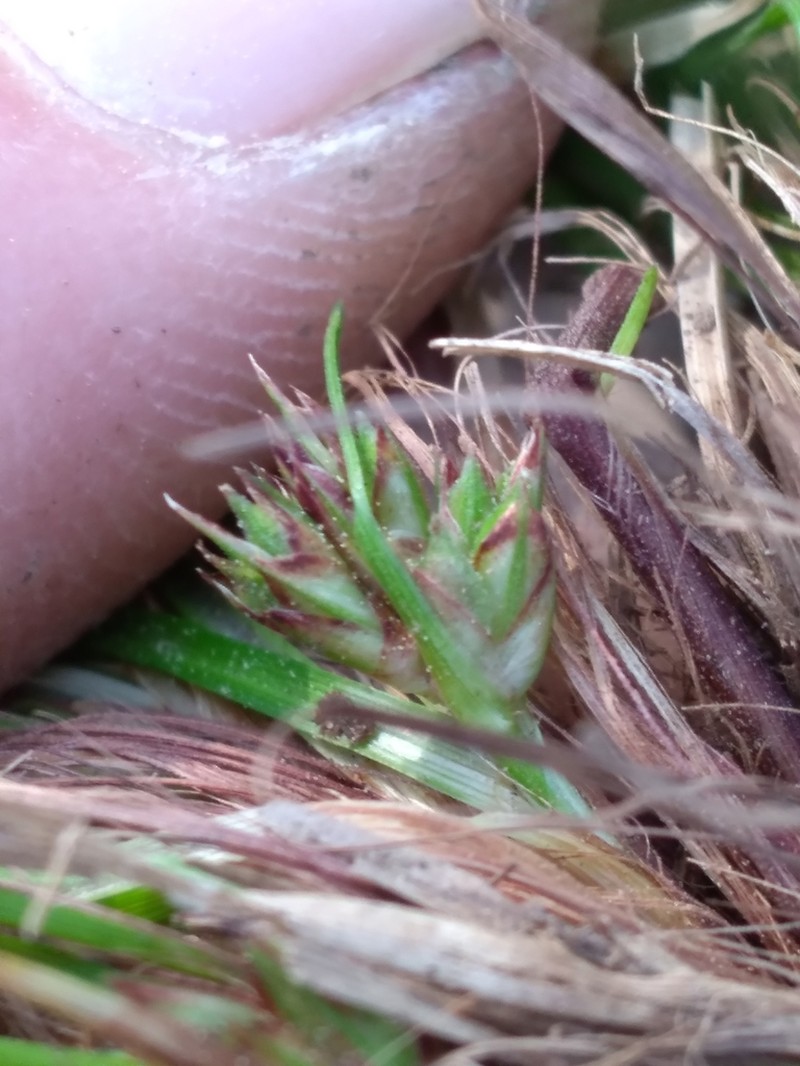 Reznicek's Sedge photo 8