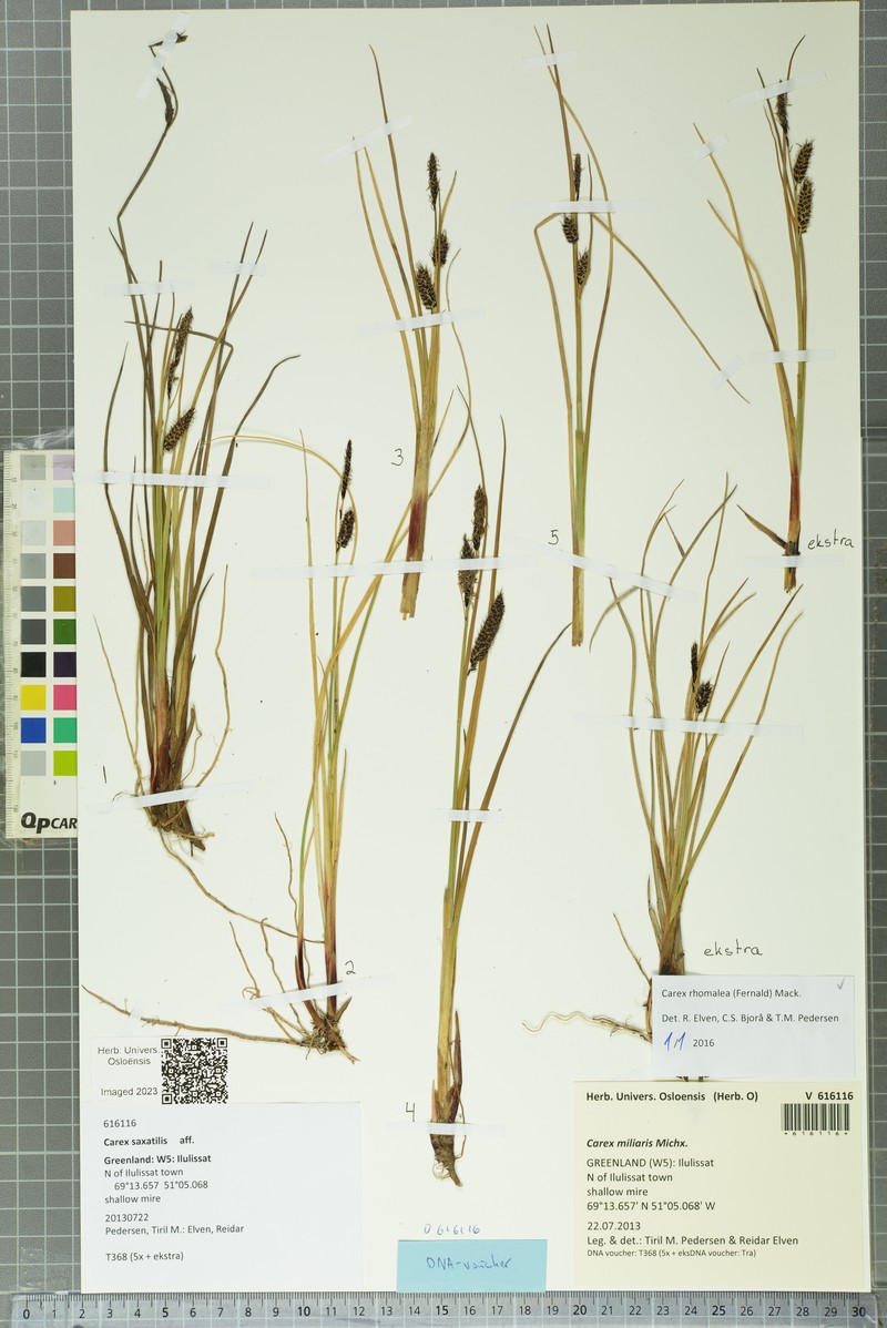 Carex rhomalea