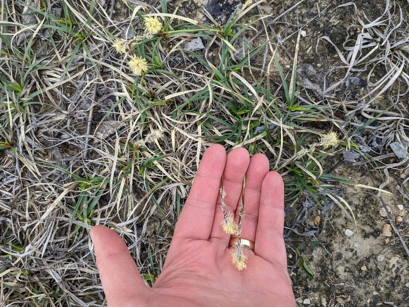 Richardson's Sedge