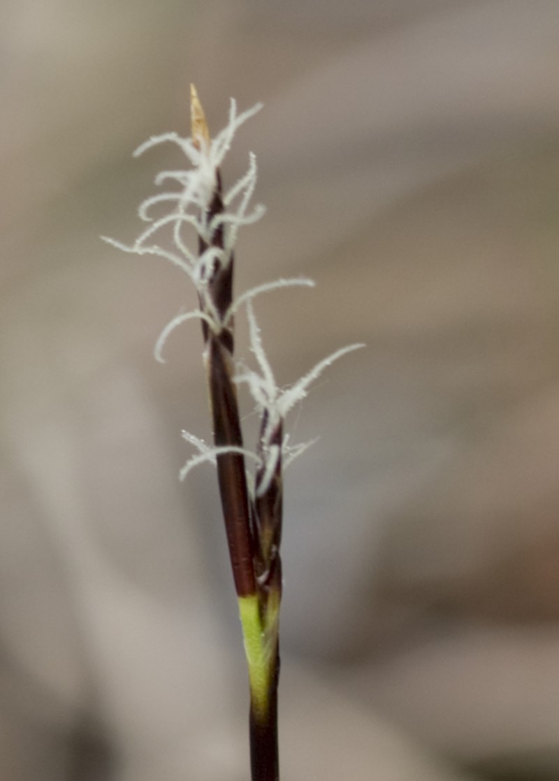 Richardson's Sedge photo 2