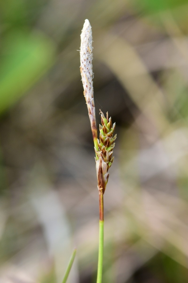 Richardson's Sedge photo 3