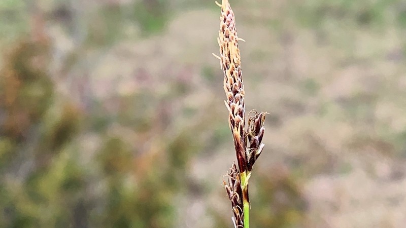 Richardson's Sedge photo 4