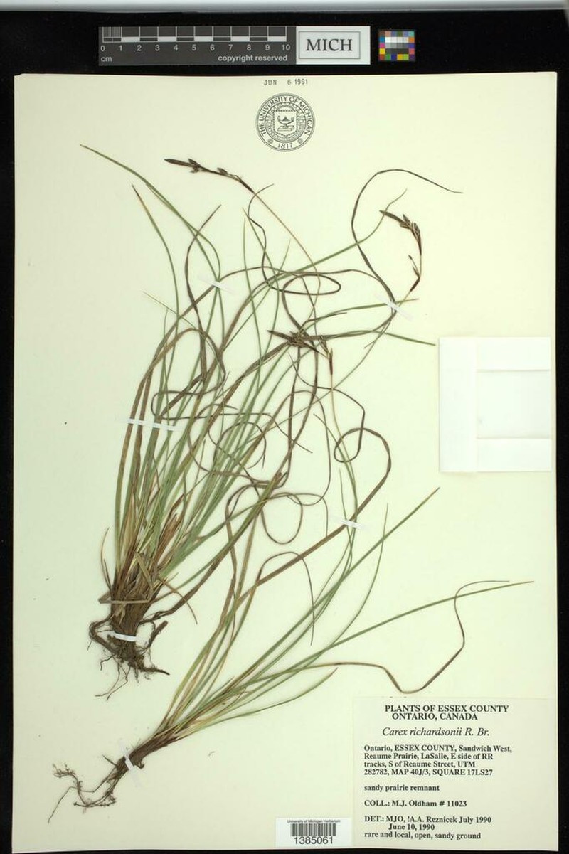 Richardson's Sedge photo 5