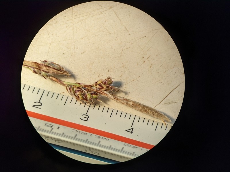 Richardson's Sedge photo 6
