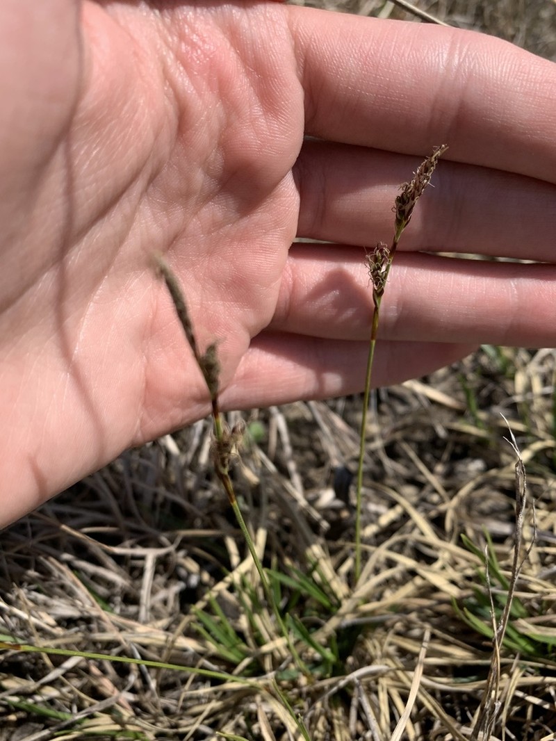 Richardson's Sedge photo 7