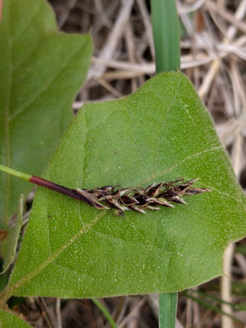 Richardson's Sedge photo 8