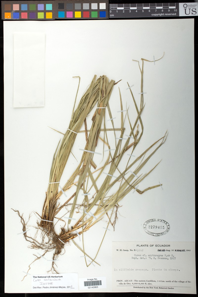 Carex roalsoniana