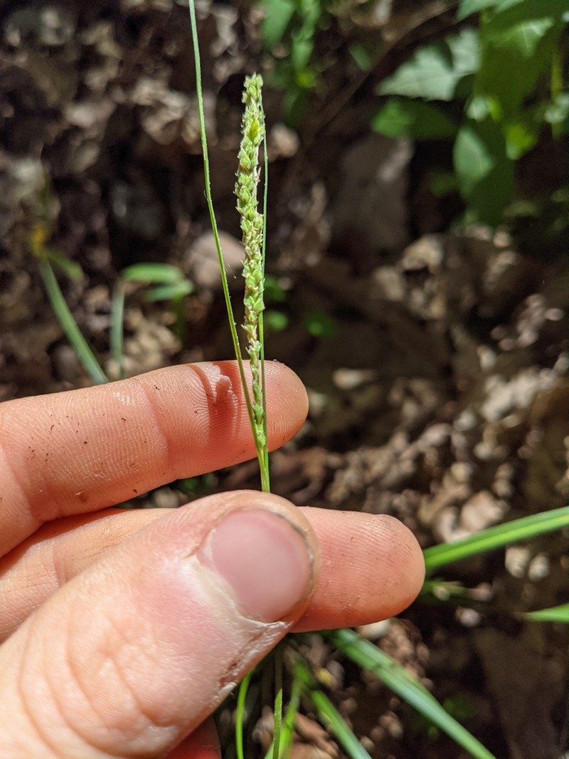 Roan Mountain Sedge photo 2