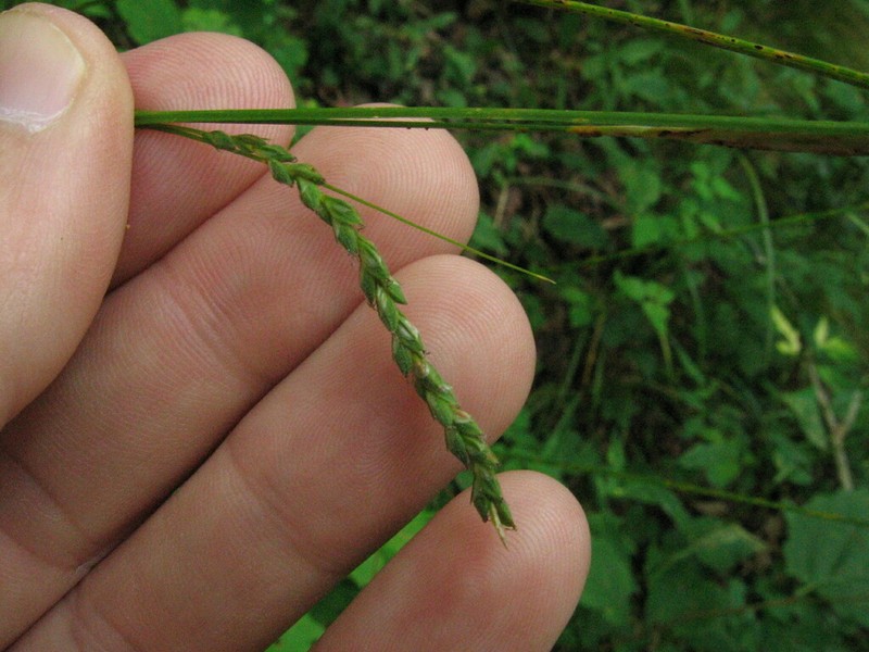 Roan Mountain Sedge photo 3