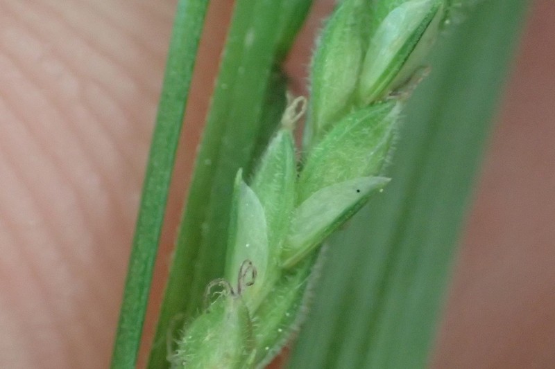Roan Mountain Sedge photo 4
