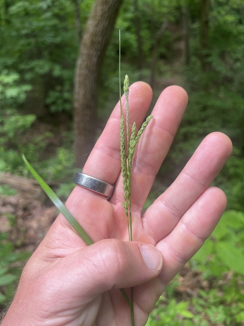 Roan Mountain Sedge photo 5