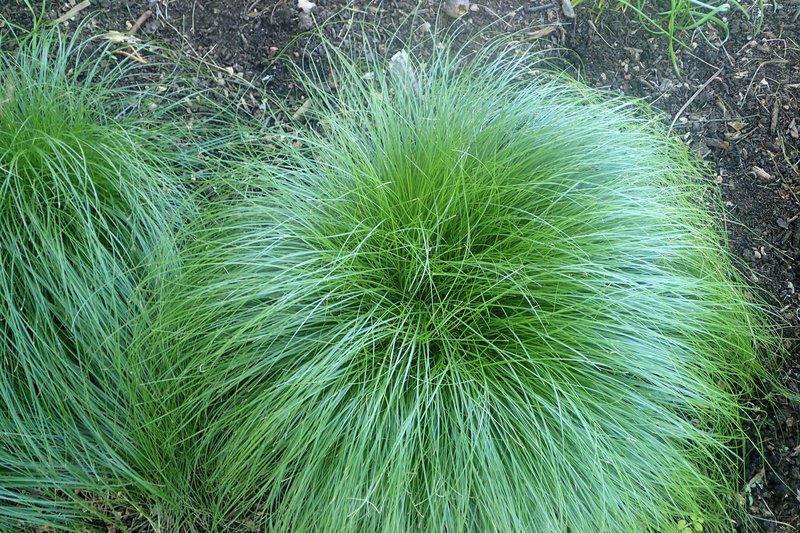 Rosy Sedge