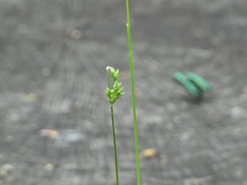 Rosy Sedge photo 2