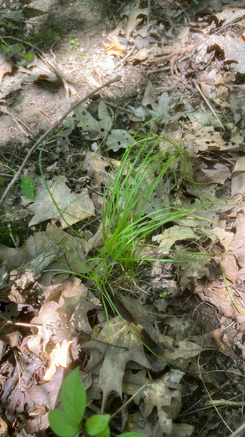 Rosy Sedge photo 5