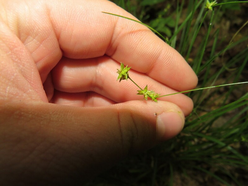 Rosy Sedge photo 6