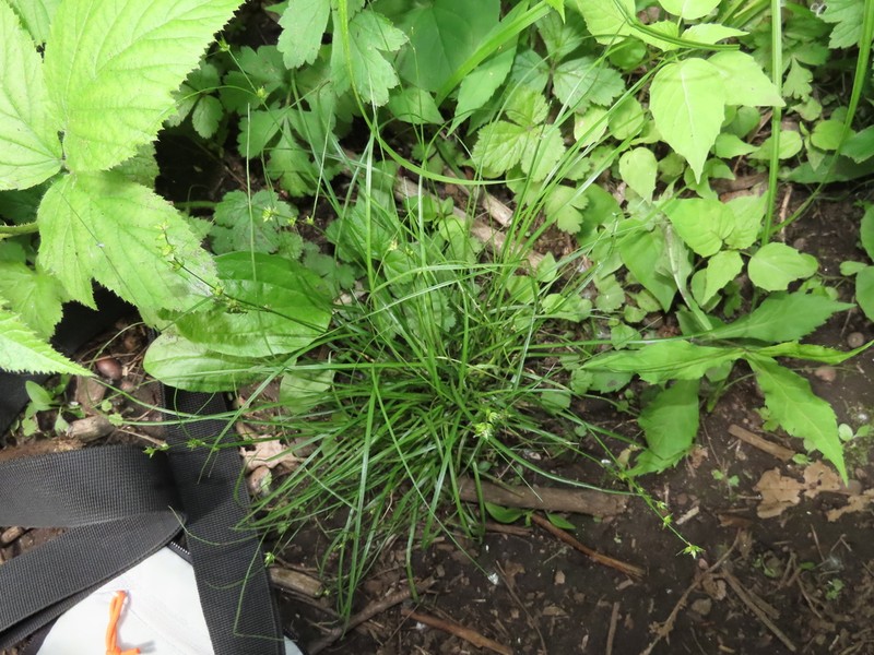 Rosy Sedge photo 7