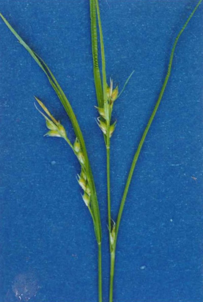 Ross' Sedge