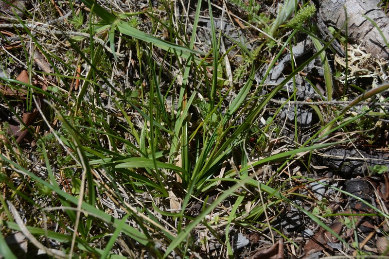 Ross' Sedge photo 2