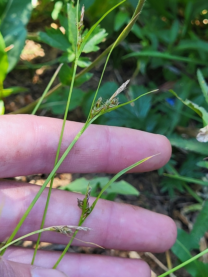 Ross' Sedge photo 3