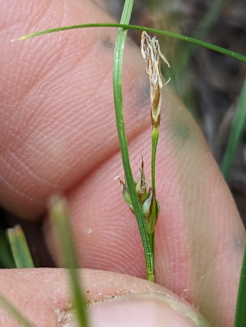 Ross' Sedge photo 4