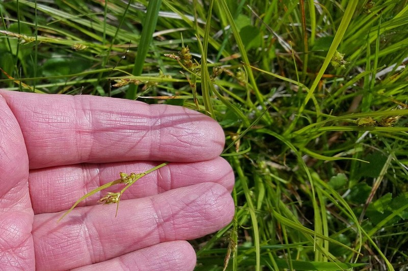Ross' Sedge photo 5