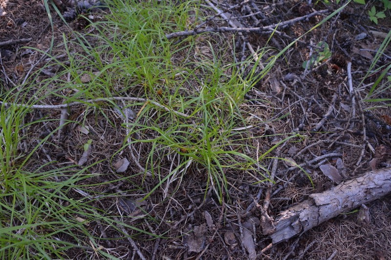 Ross' Sedge photo 6