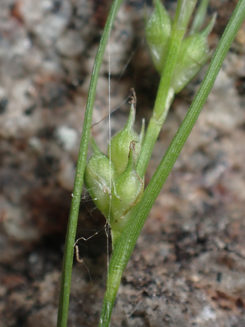 Ross' Sedge photo 7