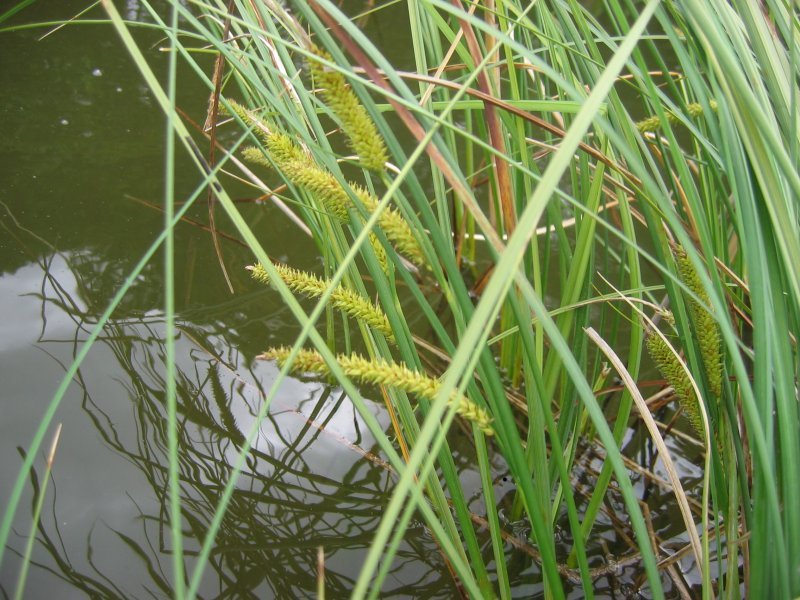 Beaked Sedge