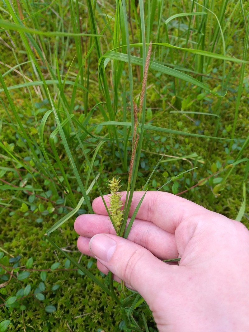 Beaked Sedge photo 3