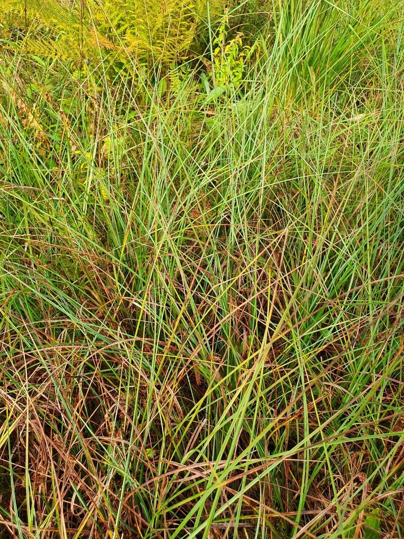 Beaked Sedge photo 4
