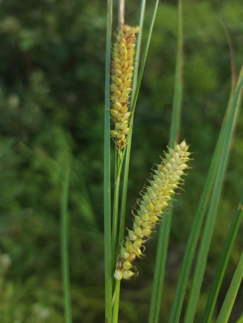 Beaked Sedge photo 5