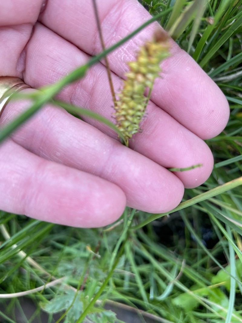 Beaked Sedge photo 6